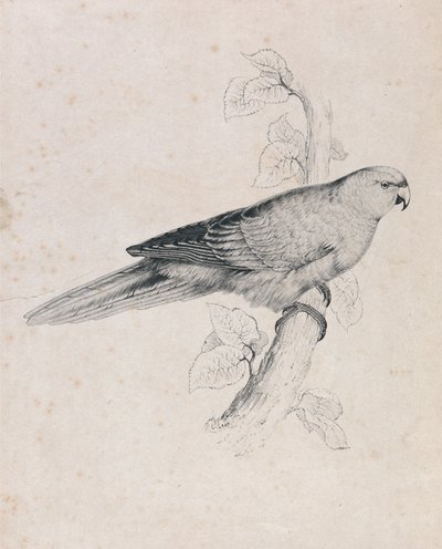  door Edward Lear