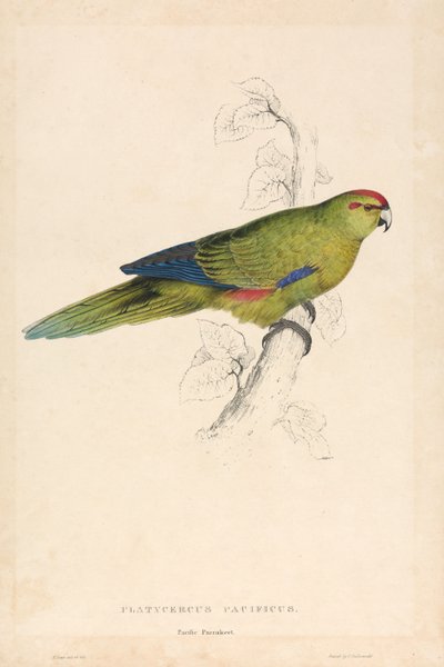  door Edward Lear