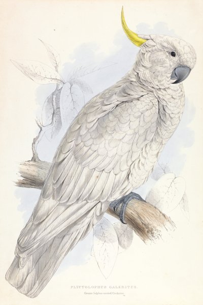 Plyctolophus Galeritus. Grote zwavelkuifkaketoe. door Edward Lear