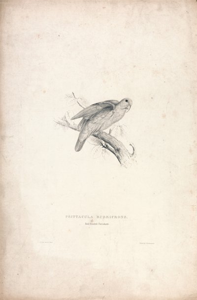 Psittacula rubrifrons / Roodvoorhoofdparkiet (plaat 41) door Edward Lear