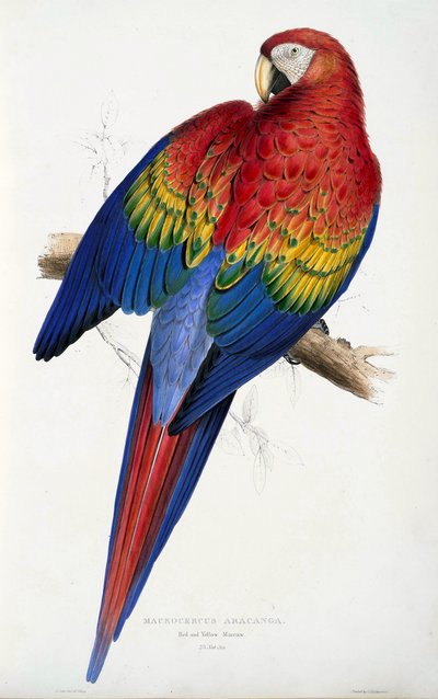 Rode en Gele Ara (Macrocercus aracanga), uit Illustrations of the Family of Psittacida, or Parrots, uitgegeven 1832 door Edward Lear