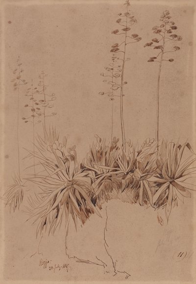 Reggio door Edward Lear