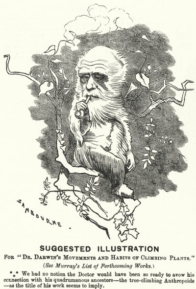 Punch cartoon: Voorgestelde Illustratie voor Dr. Darwins Bewegingen en Gewoonten van Klimplanten door Edward Linley (after) Sambourne