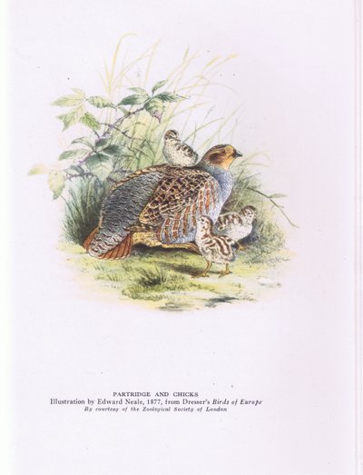 Patrijs en kuikens, Natuur in Groot-Brittannië uitgegeven door Collins door Edward Neale
