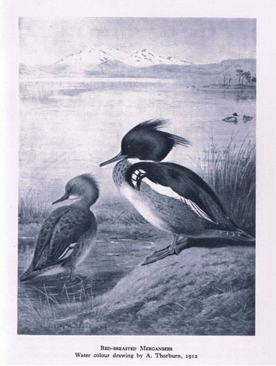 Roodborstzaagbek, Natuur in Groot-Brittannië uitgegeven door Collins, 1946 door Edward Neale