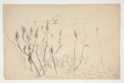 Schets van onkruid door Edwin Austin Abbey