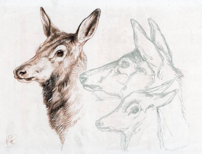 Facsimile van een tekening door Sir E Landseer, 1874 door Edwin Landseer