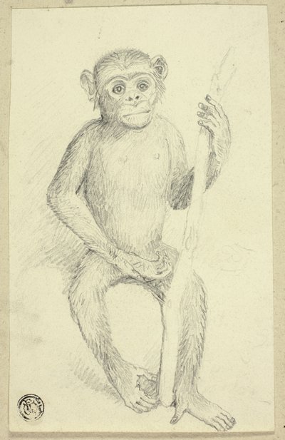 Orang-oetang door Edwin Henry Landseer