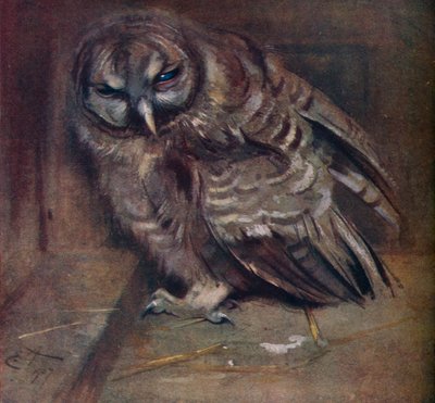 Een jonge bruine uil, 1907 door Edwin John Alexander