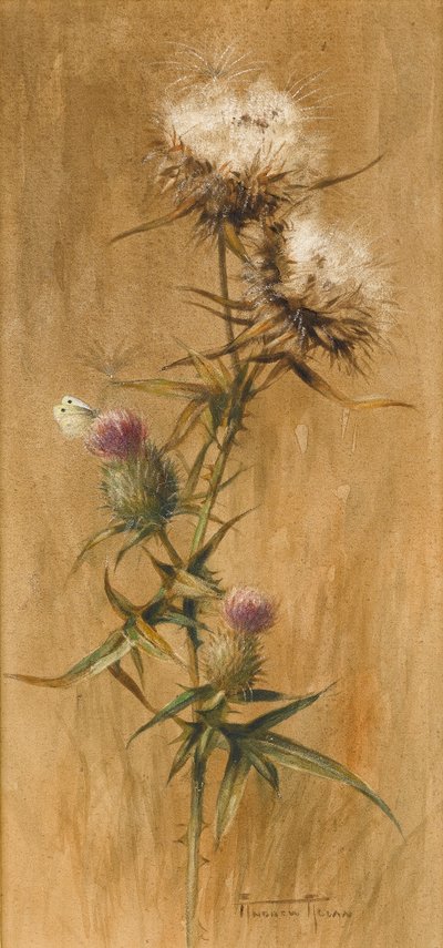 Vlinder op distelkoppen door Edwin John Alexander