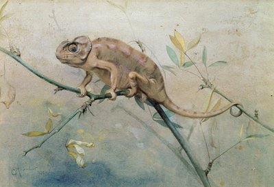 Kameleon, 1901 door Edwin John Alexander