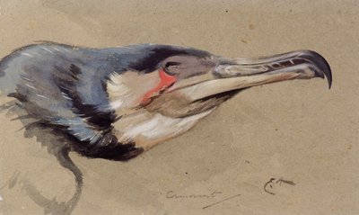 Aalscholver door Edwin John Alexander