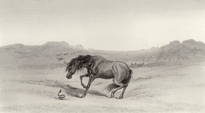 Geschrokken! door Edwin Landseer