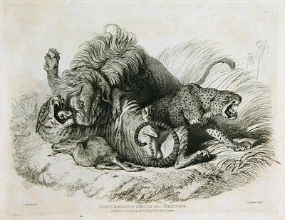 Strijdende Groep naar de Natuur, plaat 6 uit Twintig Gravures van Leeuwen, Tijgers, Panters & Luipaarden... gegraveerd door Thomas Landseer (1795-1880) 1823 door Edwin after Landseer