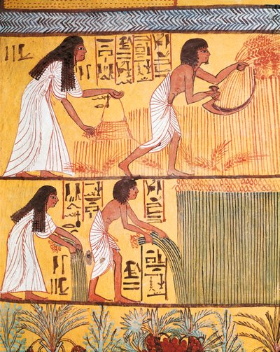 Detail van een oogstscène op de oostmuur, uit het graf van Sennedjem, het arbeidersdorp door Egyptian Egyptian