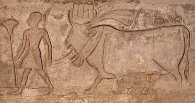 Man die een koe trekt, Horus-tempel, Edfu door Egyptian Egyptian