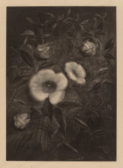 Wilde Rozen door Elbridge Kingsley