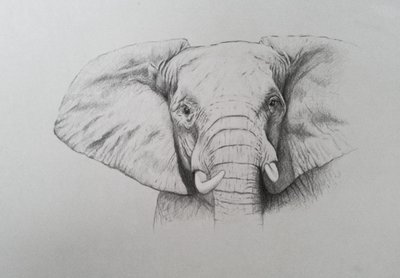 Olifant, 2011 (aquarelverf en potlood op papier) door Eleanor Grafton