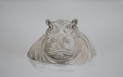 Nijlpaard, 2021 (aquarel) door Eleanor Grafton