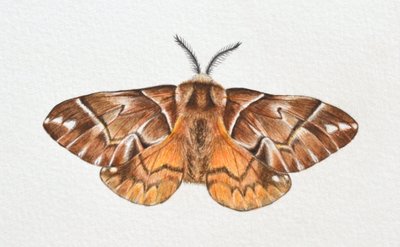 Kentish Glory Moth, 2023 door Eleanor Grafton