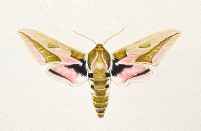 Boerenwormvlinder, 2023 (aquarel) door Eleanor Grafton