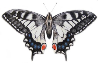 Zwaluwstaart, 2012 (aquarelverf en potlood) door Eleanor Grafton