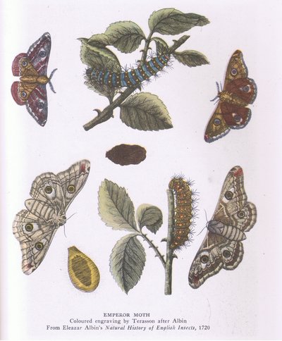 Keizersmot, Natuur in Groot-Brittannië gepubliceerd door Collins. door Eleazar (after) Albin