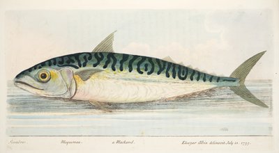 De Makreel, uit Een Verhandeling over Vissen en Visvijvers, uitgegeven 1832 door Eleazar Albin