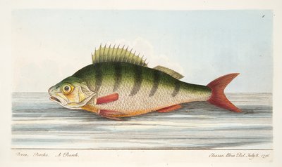 De Baars, uit Een Verhandeling over Vissen en Visvijvers, uitgegeven 1832 door Eleazar Albin