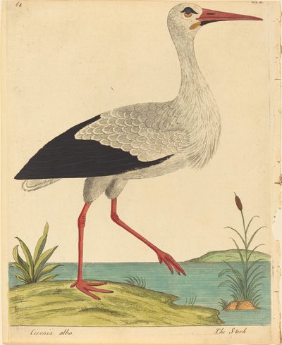 De ooievaar (Ciconia Alba) door Eleazar Albin