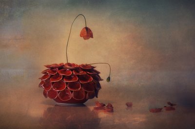  door Elena Arjona