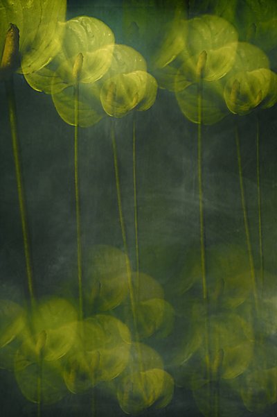 Etherische groene bloemen door Elena Arjona