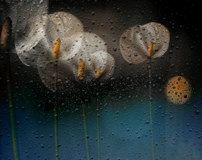 Calla-lelies in de regen door Elena Arjona