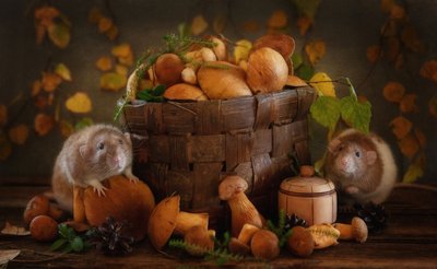 Herfstpaddenstoelenvrienden door Eleonora Grigorjeva