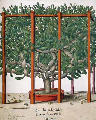 Ficus Indica Eystetten fis ex uno Folio Enata lu Xurians door Elias Gottleib Haussmann