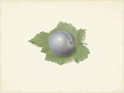 Pruim op een blad door Elisabeth Geertruida van de Kasteele