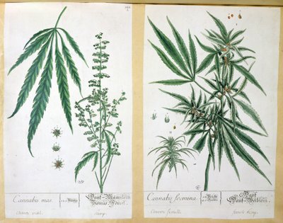 Cannabis mas en Cannabis foemina, uit 