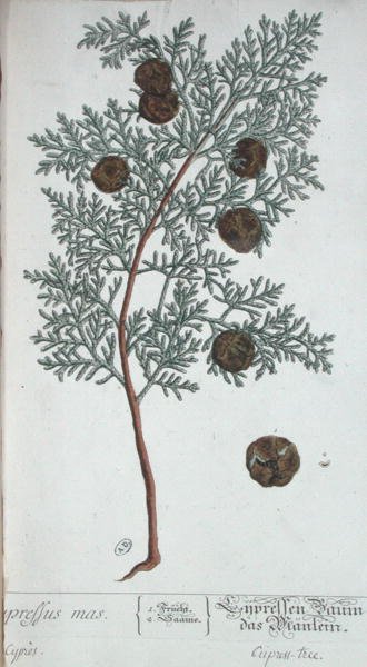 Cipresboom, uit 