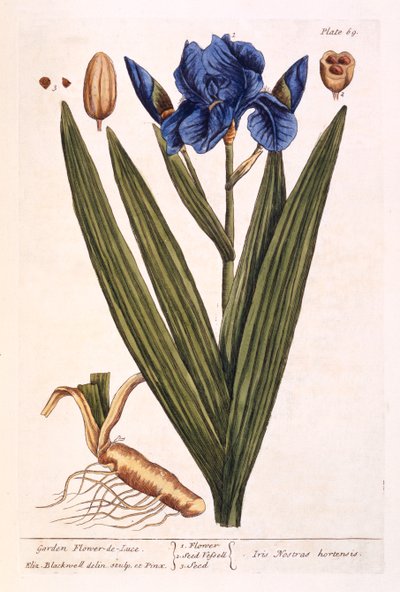 Iris, plaat 69 uit 