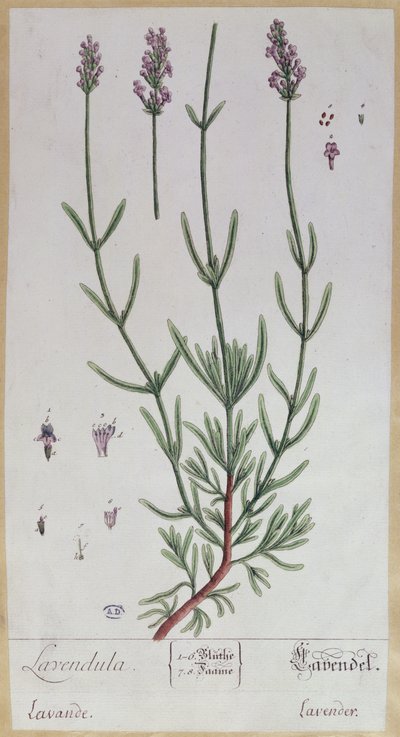 Lavendel, plaat uit 