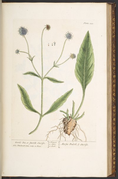 Plate 142, Devil