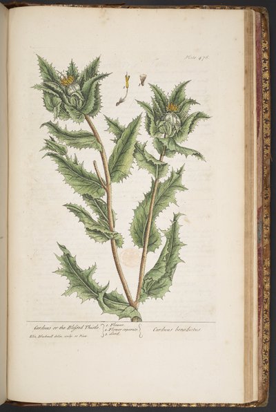 Plaat 476, Carduus, of de Gezegende Distel, uit 