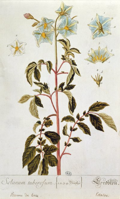 Aardappelbloemen, plaat uit 
