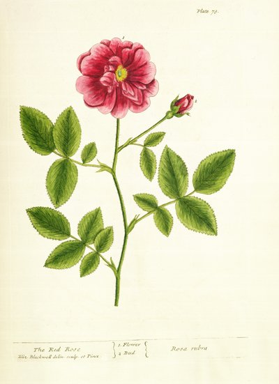 Roos: Gallica, uit 