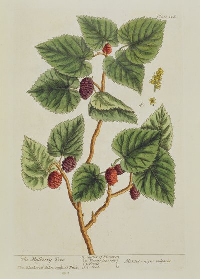 De Moerbeiboom, plaat 126 uit 