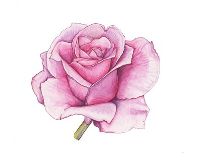 Roze roos, 2012 (aquarel) door Elizabeth Rider
