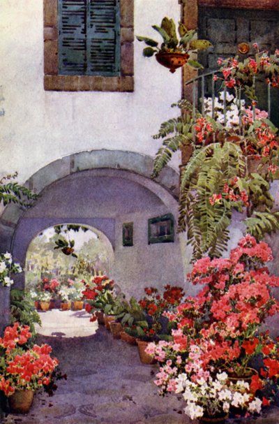 Azalea