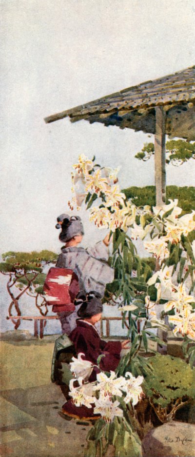 Liliun Auratum door Ella Du Cane