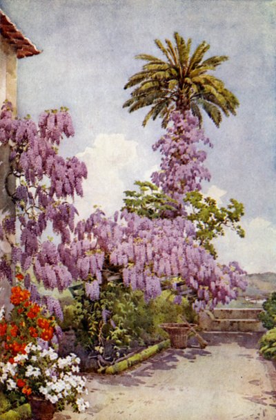 Wisteria, Quinta Da Levada door Ella Du Cane