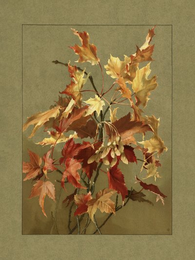 Herfstbladeren, esdoorn door Ellen Thayer Fisher